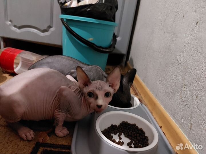 Канадский сфинкс девочка