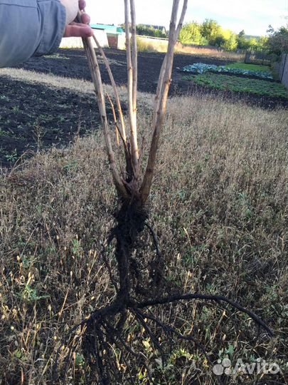 Смородина Ровада