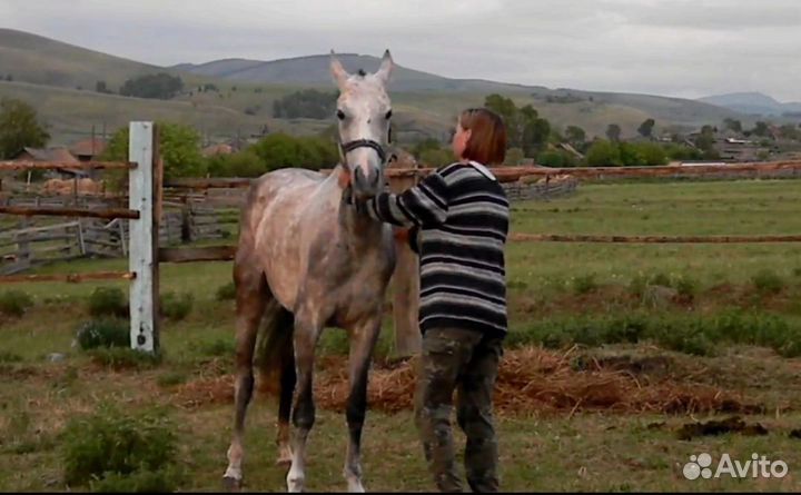 Ахалтекинская кобыла Ауен- dakor
