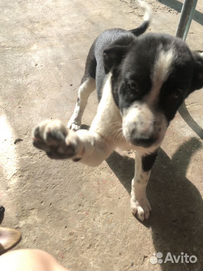 Щенки дворняги