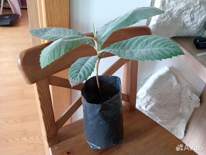 Мушмула японская