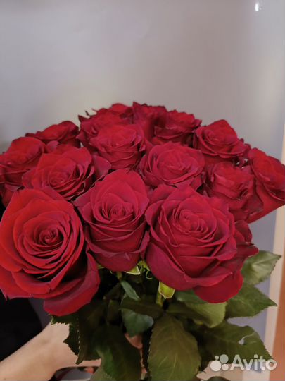 Роза Эквадор. 70 см. Цветы Воронеж. Доставка роз