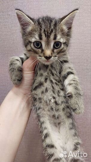 Камышовые котята