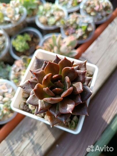 Суккуленты 1