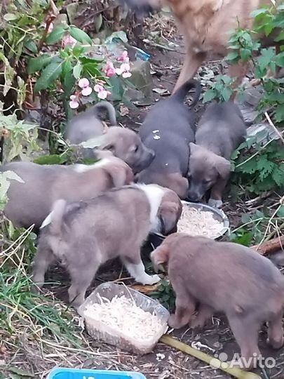 Щенки