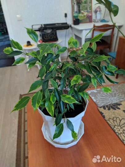 Фикус Анастасия. Стрелиция