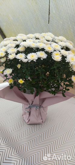 Живые цветы в горшках