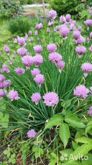 Цветы для сада