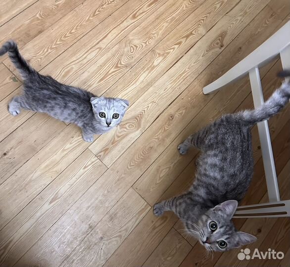 Кошки в добрые руки