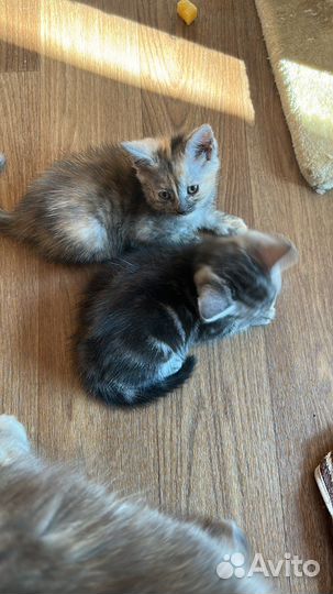 Котята в добрые руки даром