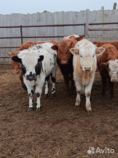 Бычки помеси