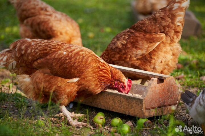 Пшеница,куриный комбикорм,ячмень,овёс,зерносмесь