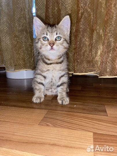 Котенок девочка в добрые руки