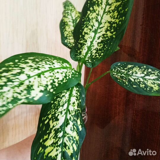 Красивые Диффенбахии