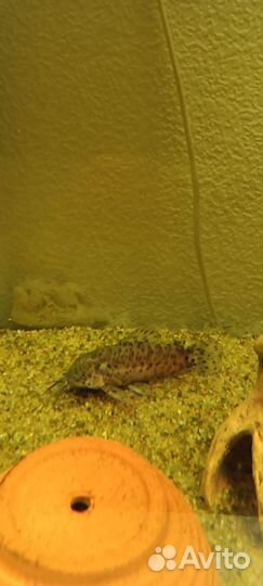 Сом Таракатум