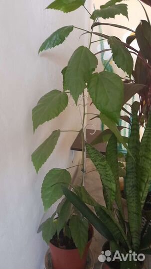 Крупный комнатный цветок Китайская роза