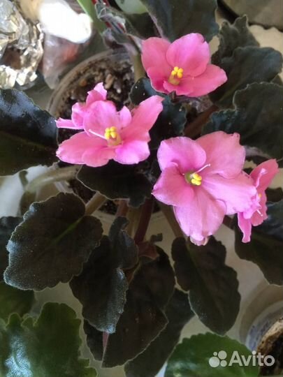 Сортовые фиалки