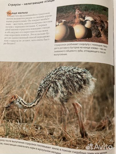 Энциклопедия животных детская