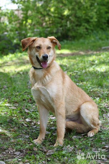 Котопес Итен ждет лучшего друга