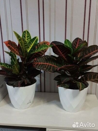 Кротон Кодиеум Петра