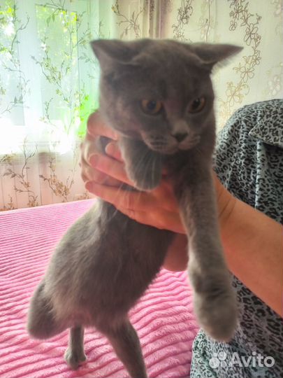 Отдам котенка
