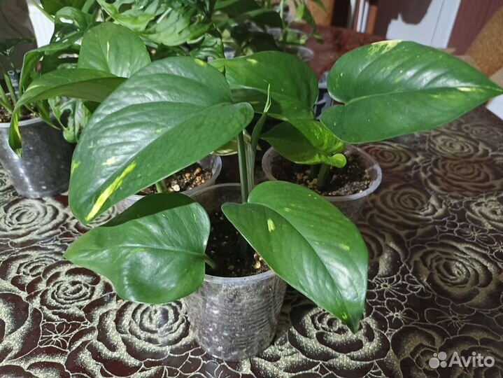 Монстера и сингониум