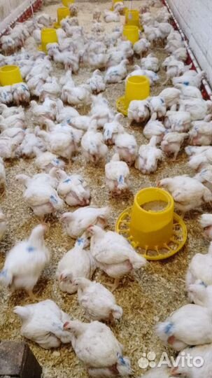 Цыплята бройлеры подрощенные