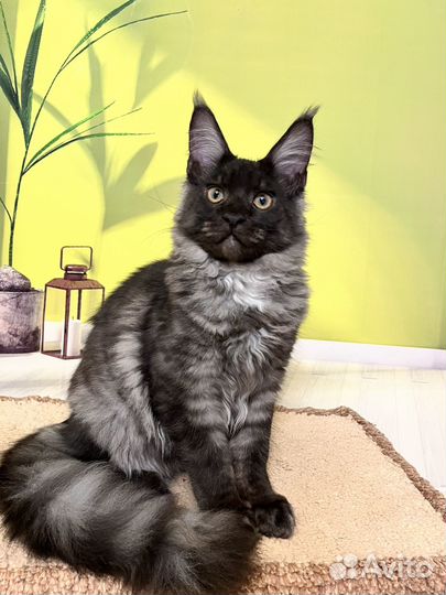 Котик мейн кун 4 мес