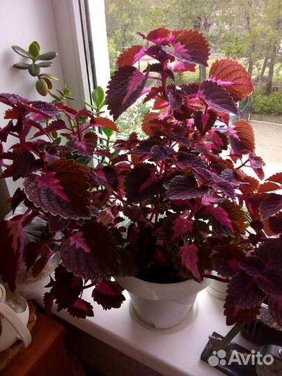 Комнатные растения