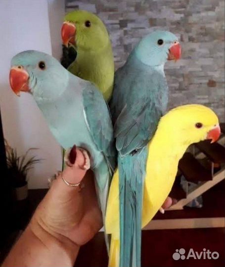 Ручной ожереловый попугай выкормыш
