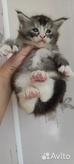 Котята мейн-кун полидакт