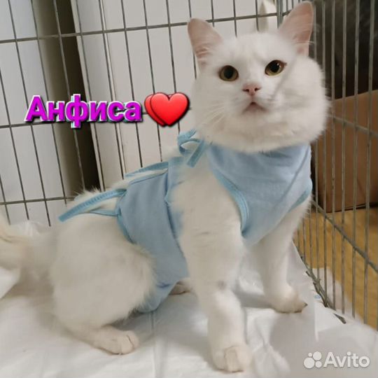Кошка Анфиса
