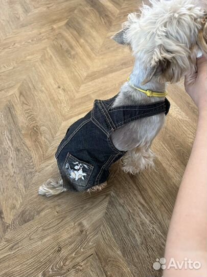 Одежда для собак