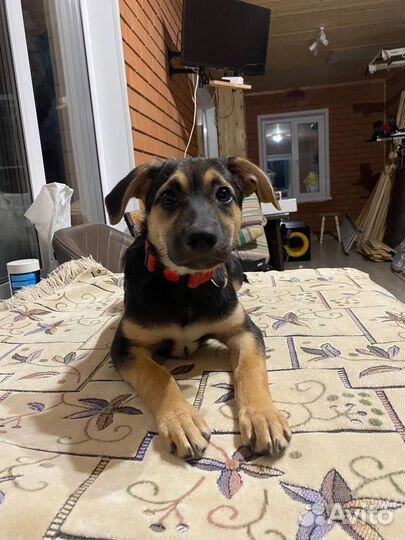 Боня стерилизована