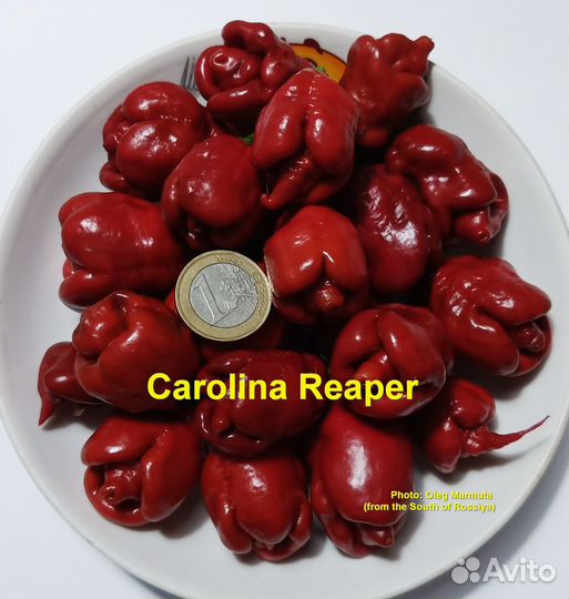Перец сверхострый Carolina Reaper 10 семян