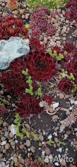 Молодило сортовые