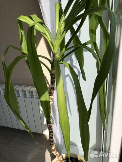 Пальма Юкка 140 см