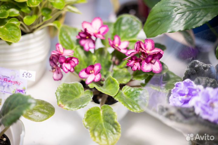 Выставка комнатных растений Cvetokdobrо