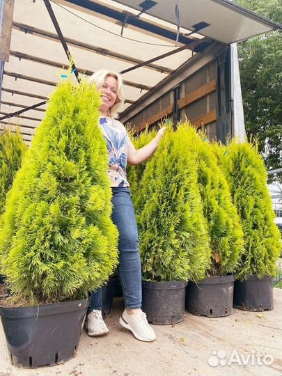 Туя Голден Смарагд