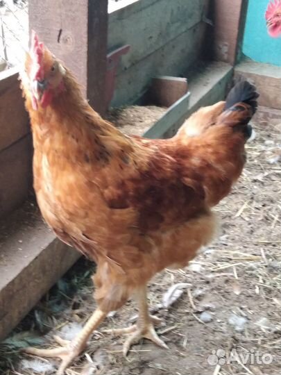 Отличная птица на мясо или на жизнь