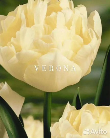 Луковицы тюльпанов детки