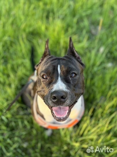 Выгул и передержка крупных собак