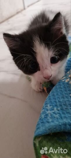 Котятки