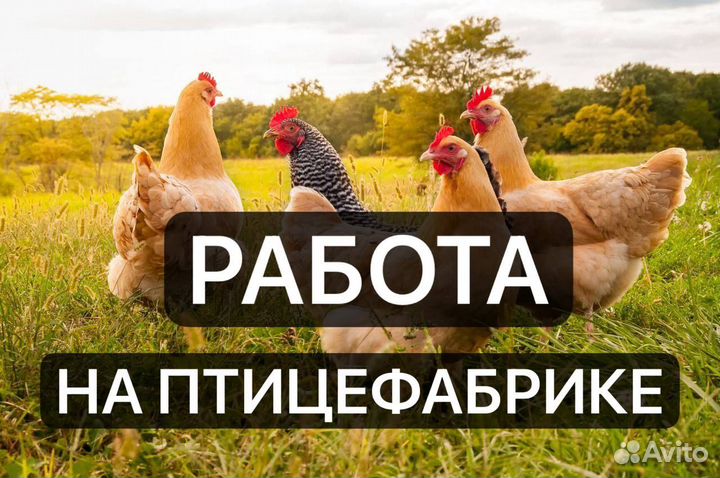 Разнорабочие на птицефабрику вахта проживанием