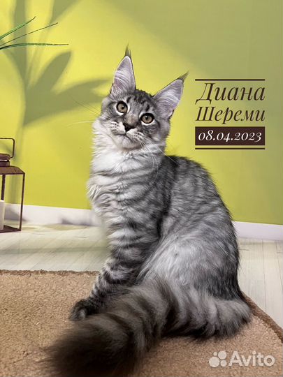 Котята мейн кун питомник Шереми