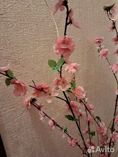 Сакура, 2 ветки, 3 уса