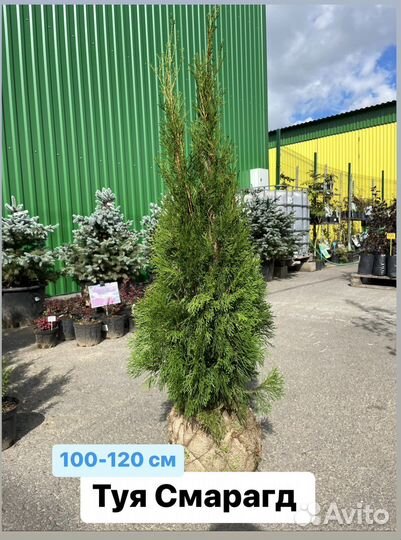 Туя Смарагд 100-120 см