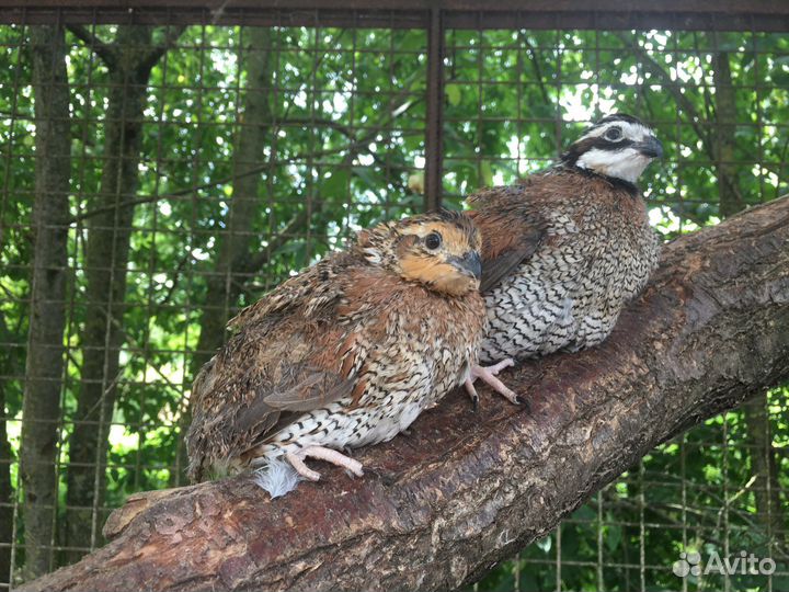 Перепёлка перепелята