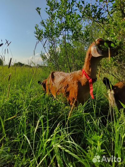 Коза нубийская