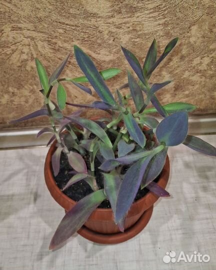 Цветы комнатные